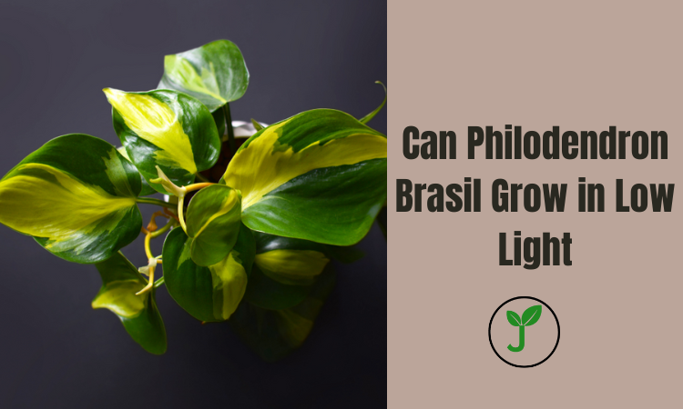 Can Philodendron Brasil Grow in Low Light