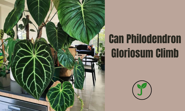 Can Philodendron Gloriosum Climb