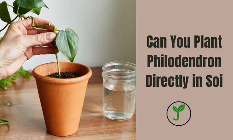 Can You Plant Philodendron Directly in Soil