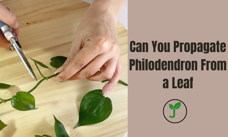 Can You Propagate Philodendron From a Leaf