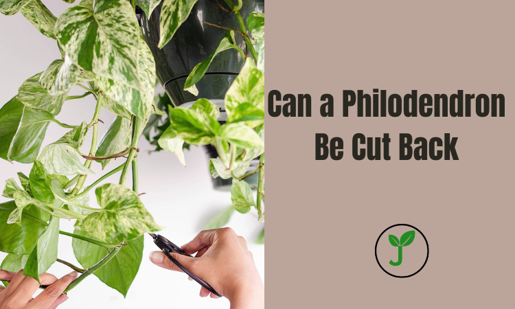 Can a Philodendron Be Cut Back