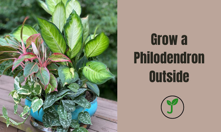 Grow a Philodendron Outside