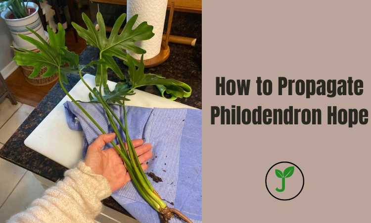 How to Propagate Philodendron Hope