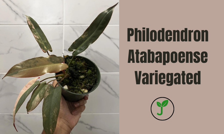 Philodendron Atabapoense Variegated