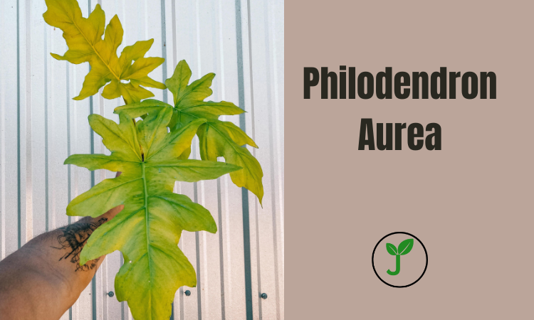 Philodendron Aurea