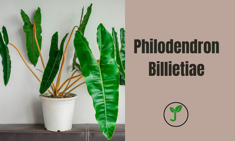 Philodendron Billietiae