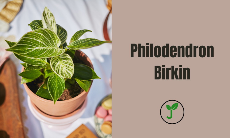 Philodendron Birkin