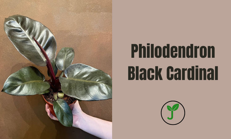 Philodendron Black Cardinal