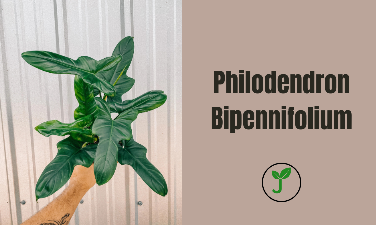 Philodendron Bipennifolium