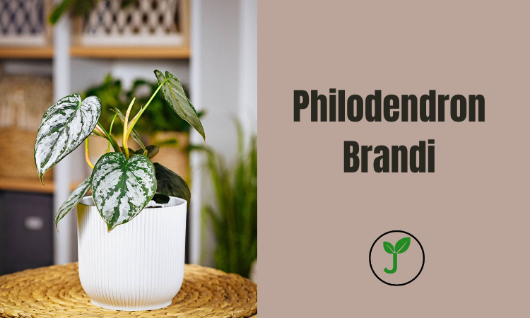 Philodendron Brandi