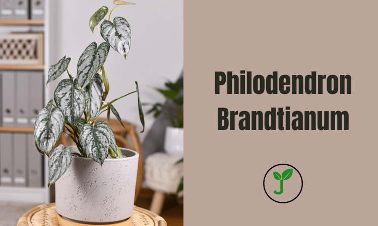 Philodendron Brandtianum