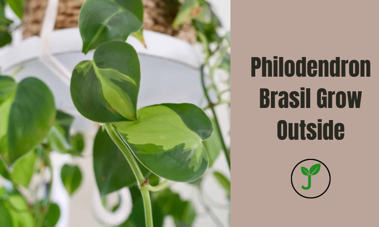 Philodendron Brasil Grow Outside