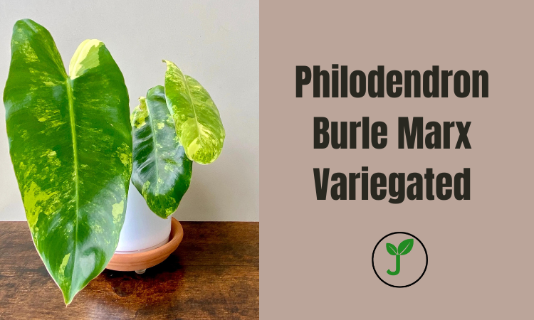 Philodendron Burle Marx Variegated