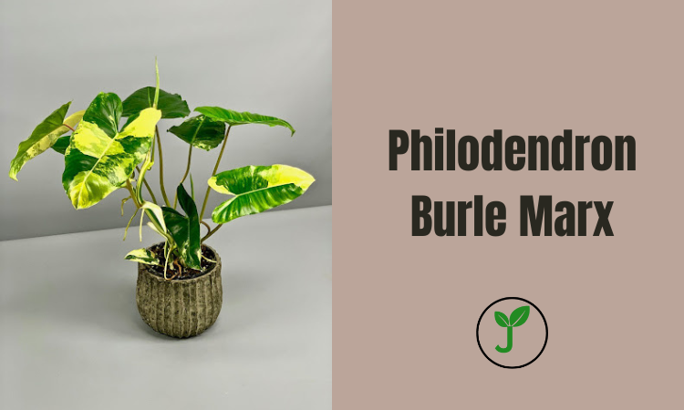 Philodendron Burle Marx