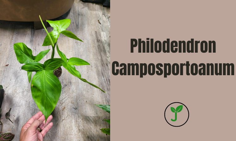 Philodendron Camposportoanum