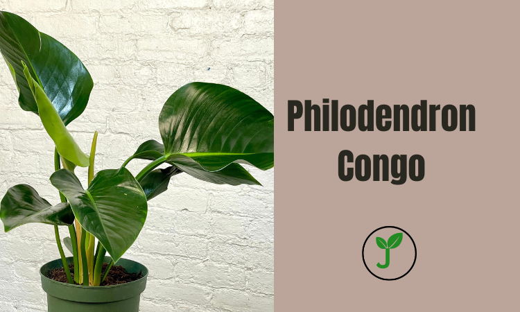 Philodendron Congo