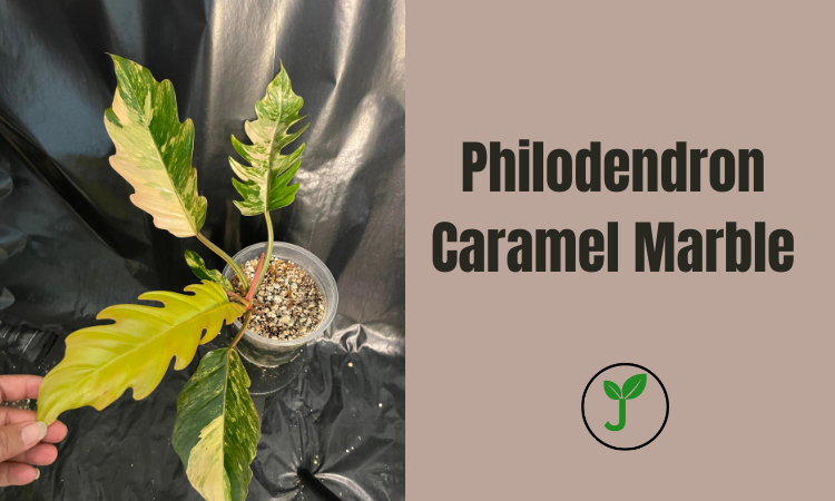 Philodendron Caramel Marble