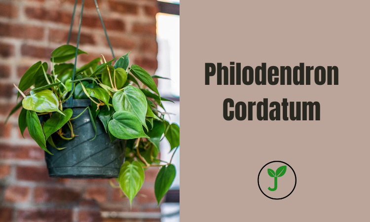 Philodendron Cordatum