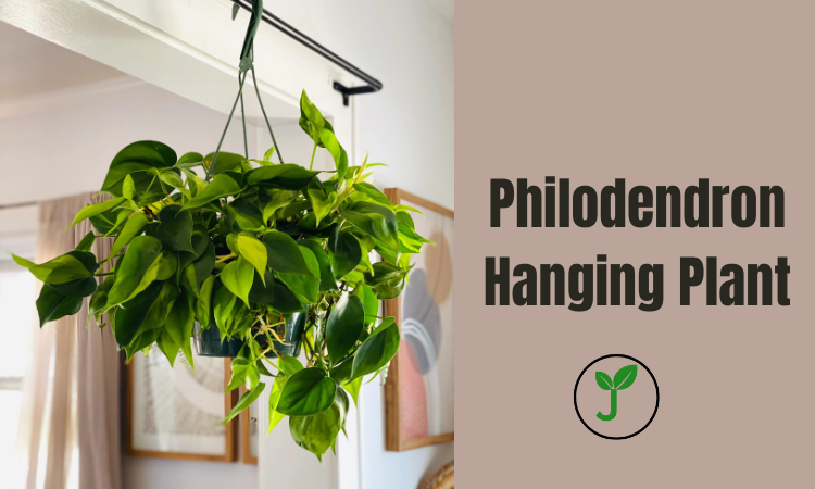 Philodendron Hanging Plant