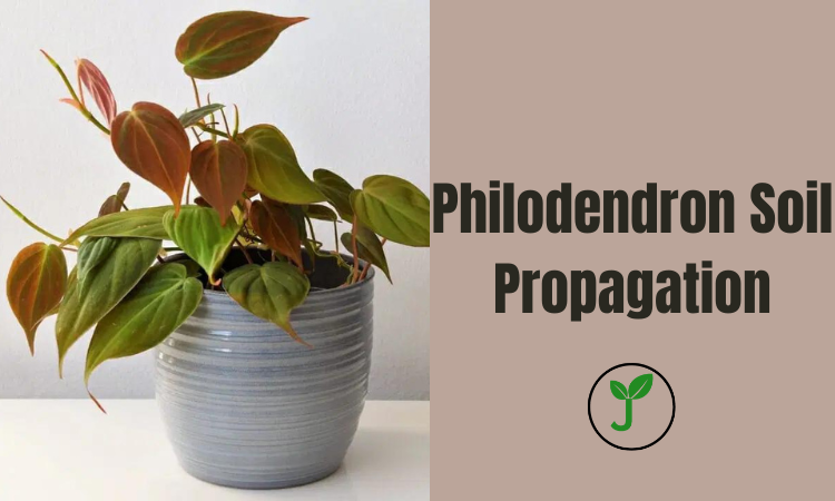 Philodendron Soil Propagation