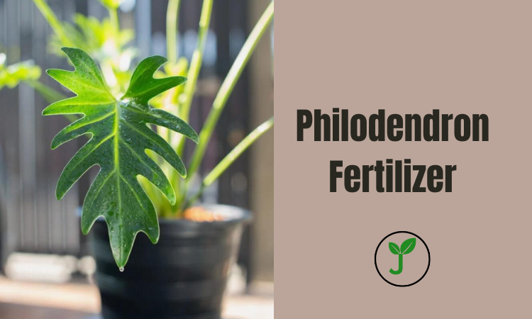 Philodendron Fertilizer