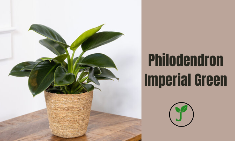 Philodendron Imperial Green