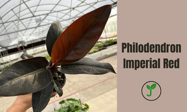 Philodendron Imperial Red