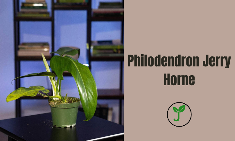 Philodendron Jerry Horne