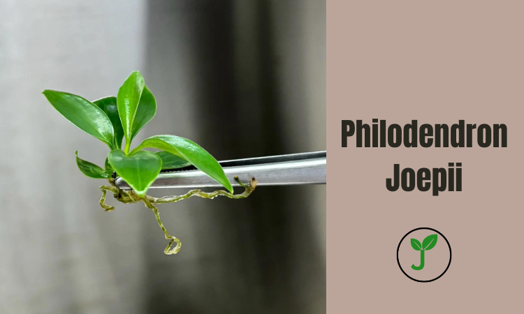 Philodendron Joepii