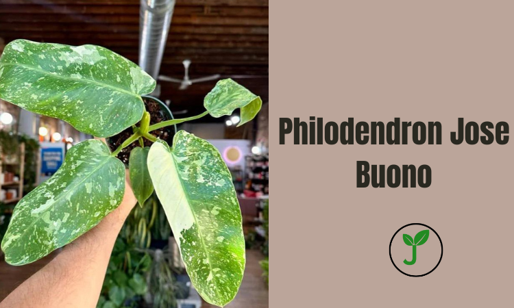 Philodendron Jose Buono