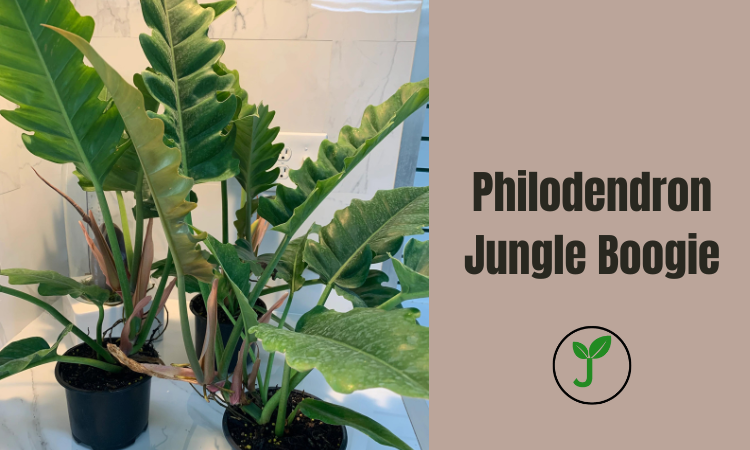 Philodendron Jungle Boogie