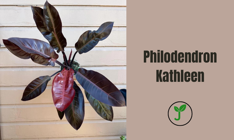 Philodendron Kathleen