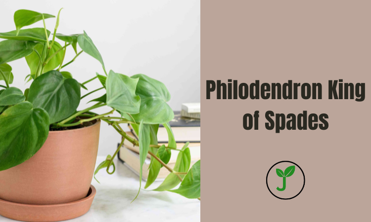 Philodendron King of Spades