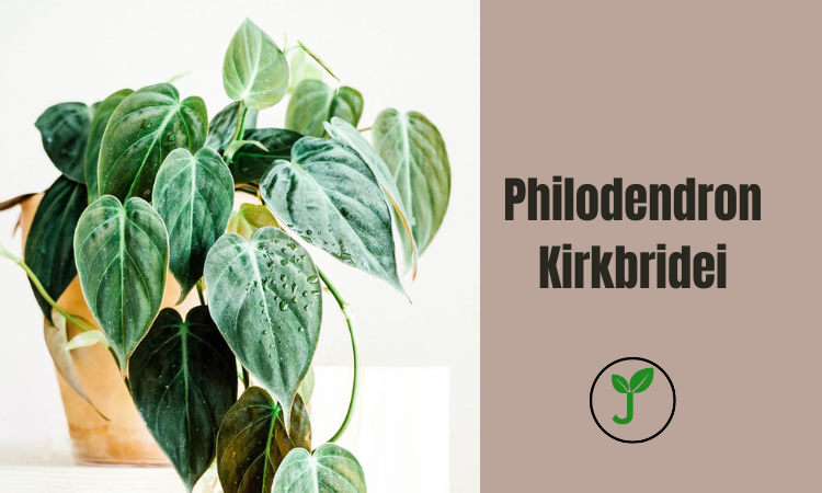 Philodendron Kirkbridei