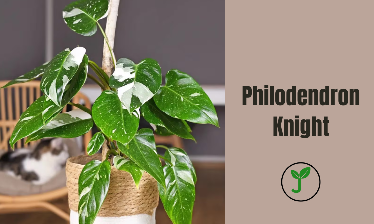 Philodendron Knight