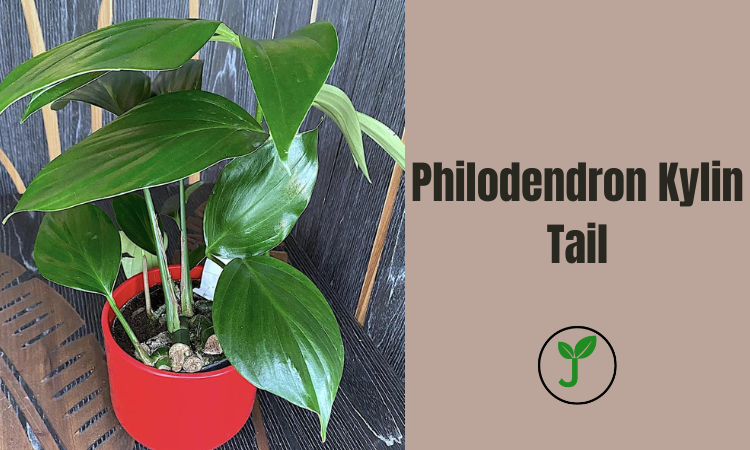 Philodendron Kylin Tail