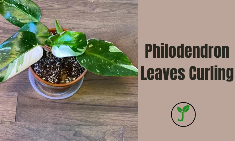 Philodendron Leaves Curling