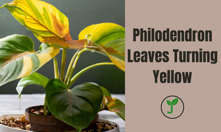 Philodendron Leaves Turning Yellow