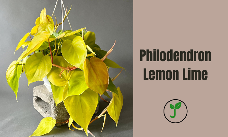 Philodendron Lemon Lime