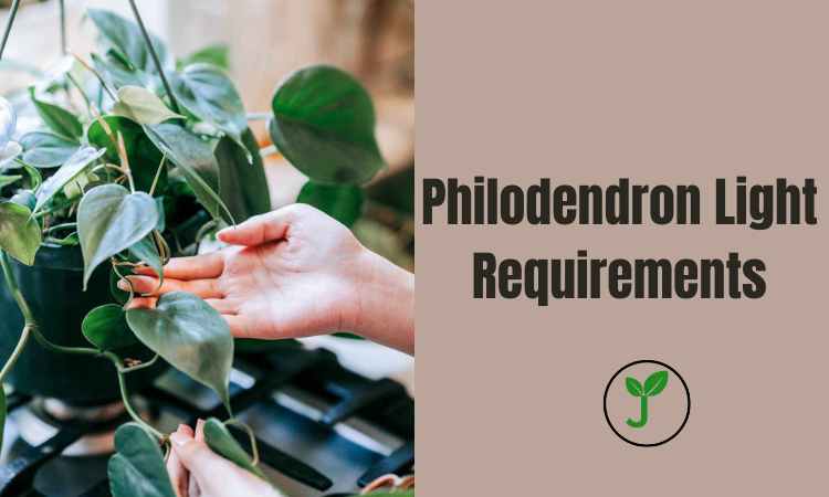 Philodendron Light Requirements