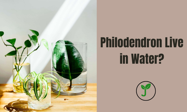 Philodendron Live in Water?