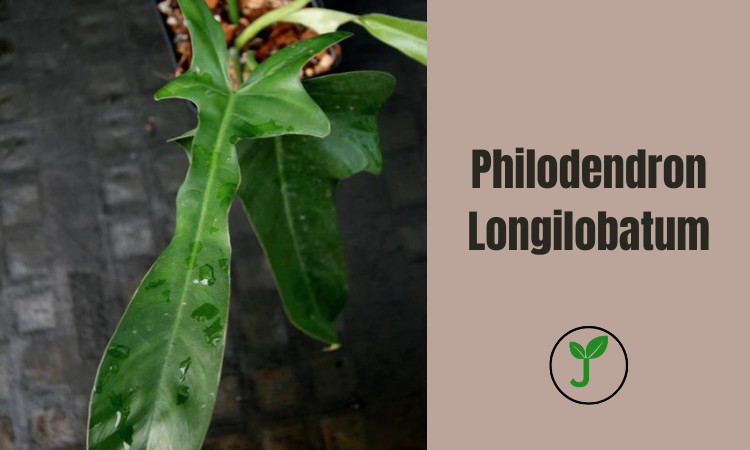 Philodendron Longilobatum