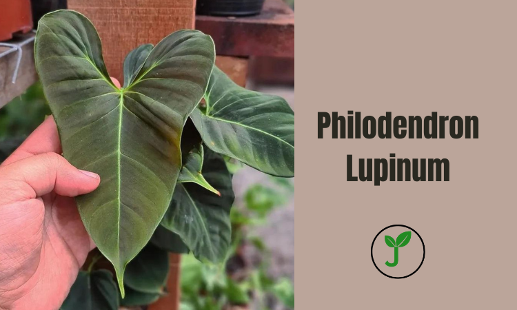 Philodendron Lupinum