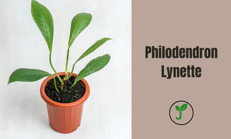 Philodendron Lynette