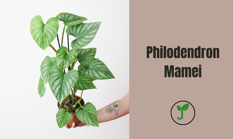 Philodendron Mamei