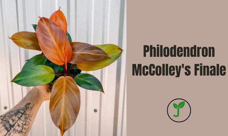 Philodendron McColley's Finale