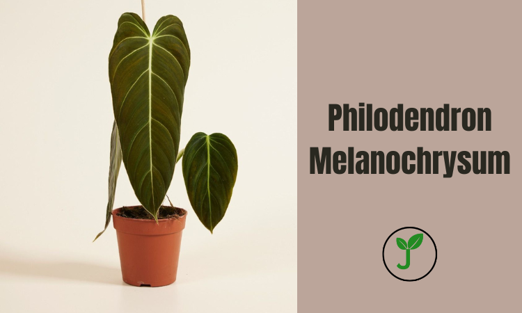 Philodendron Melanochrysum