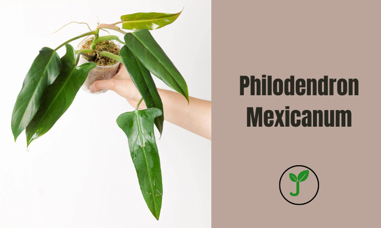 Philodendron Mexicanum