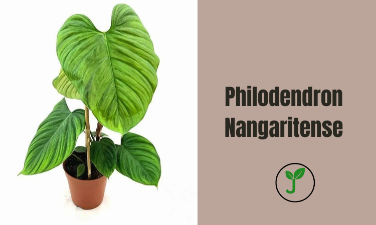 Philodendron Nangaritense