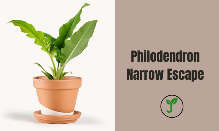 Philodendron Narrow Escape